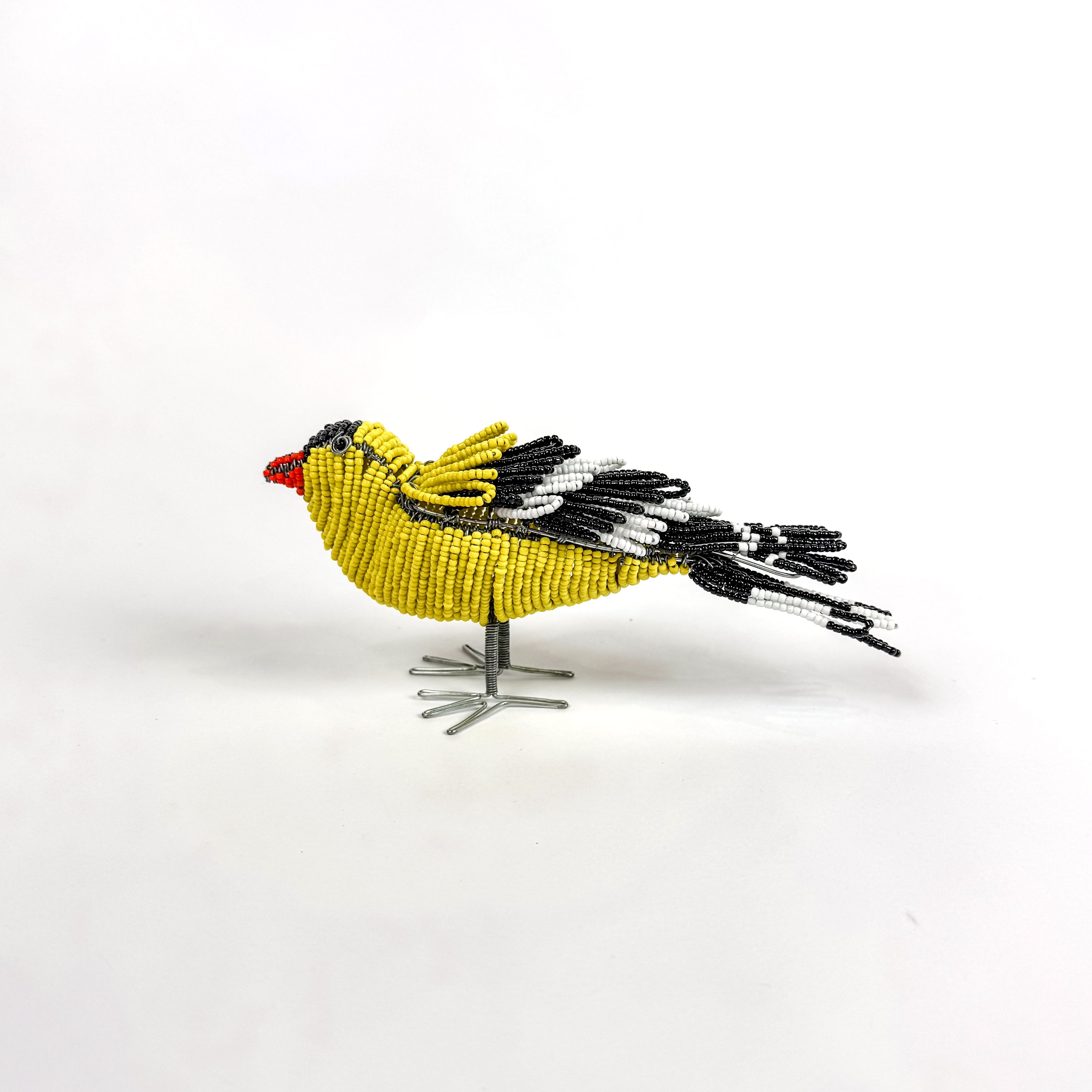 Beaded Finch