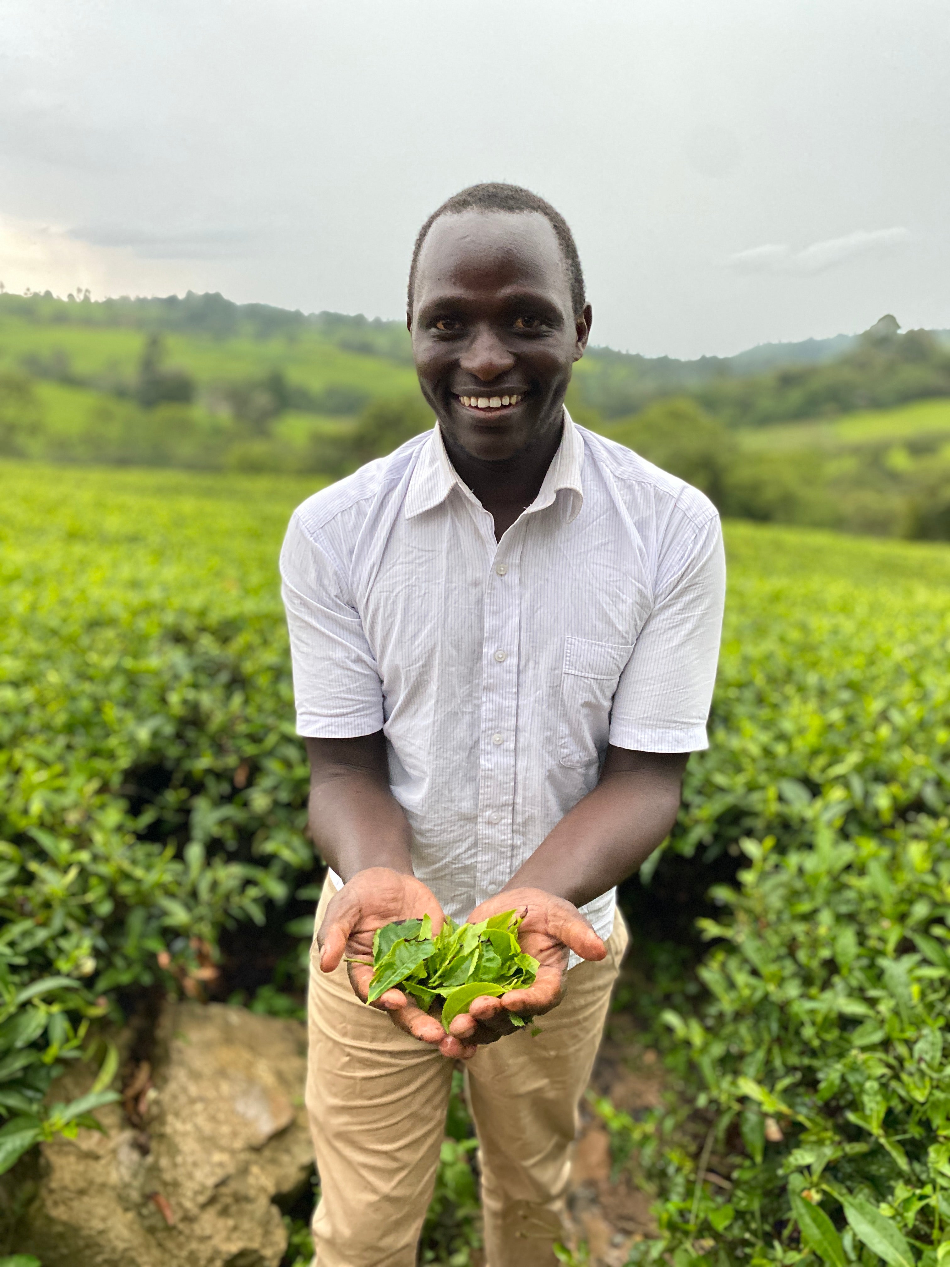 A smiling man standing in a lush green tea plantation, holding a small handful of fresh green tea leaves in his hands. He is wearing a white short-sleeve button-up shirt and beige trousers.