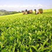 A lush green tea plantation with rows of leafy tea bushes in the foreground and workers carrying baskets on a hillside in the background under a partly cloudy sky.