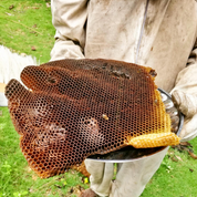 Beeswax Lip Balm