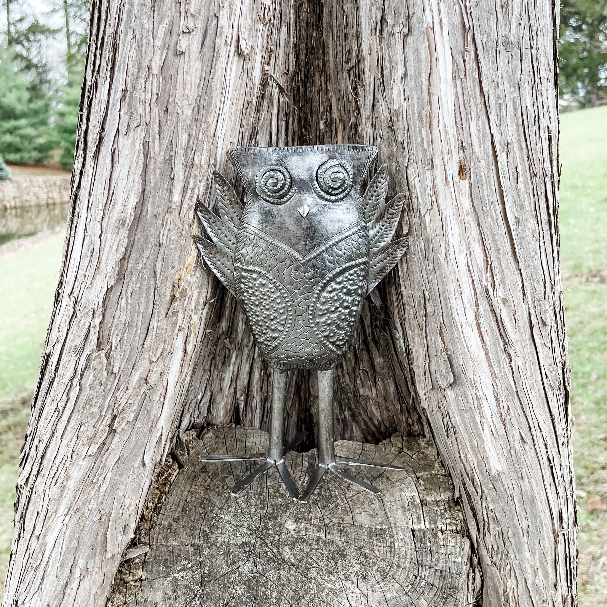 Kooky Owl