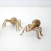 Banana Leaf Spider - FMSCMarketplace.org