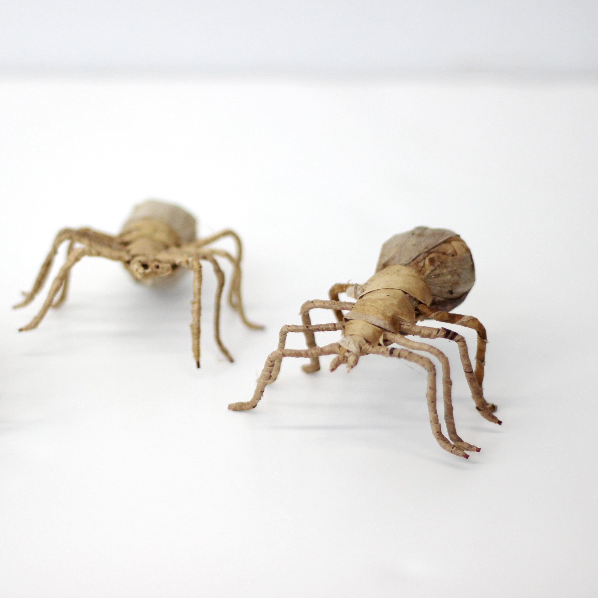 Banana Leaf Spider - FMSCMarketplace.org