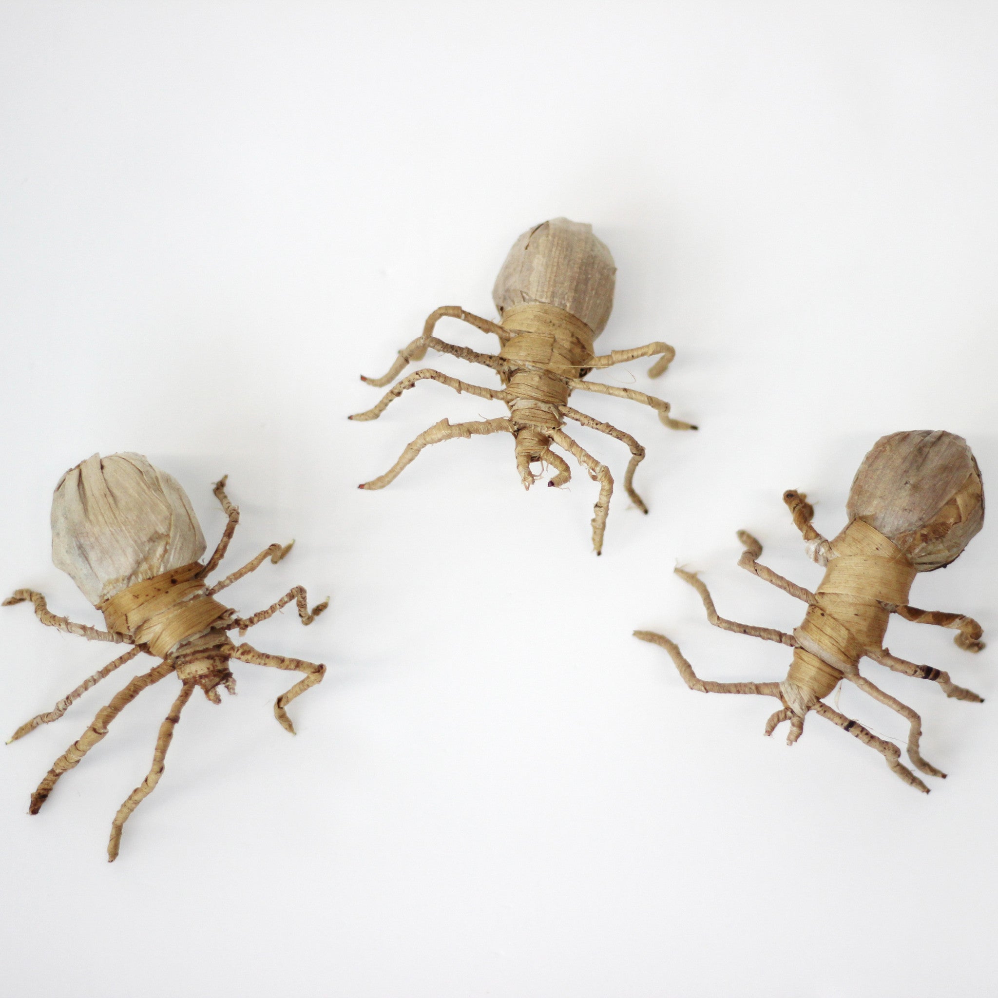 Banana Leaf Spider - FMSCMarketplace.org