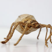 Banana Leaf Spider - FMSCMarketplace.org