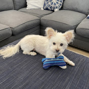 Dog Toy - FMSCMarketplace.org