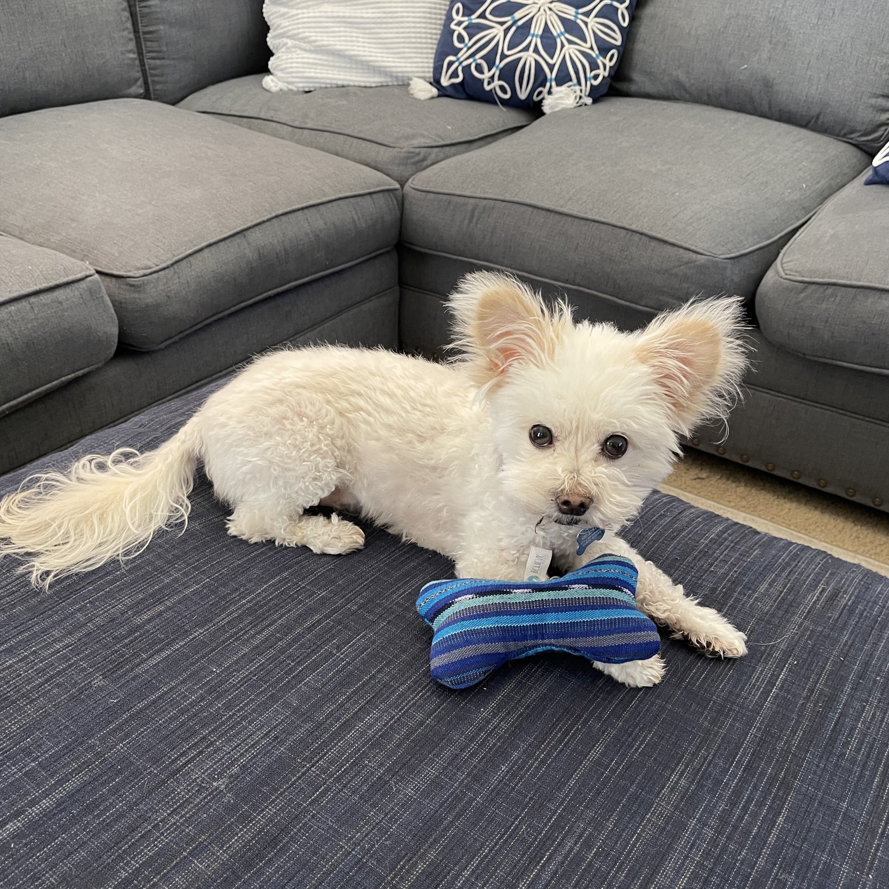 Dog Toy - FMSCMarketplace.org