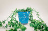 Recycled Paper Planter - FMSCMarketplace.org