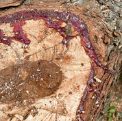 Charcuterie Board - FMSCMarketplace.org