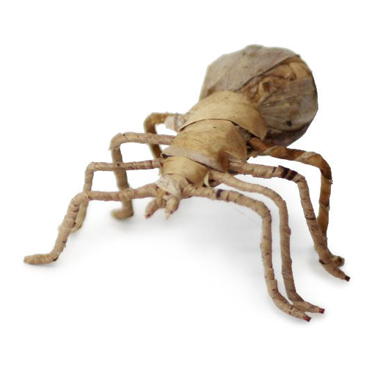 Banana Leaf Spider - FMSCMarketplace.org